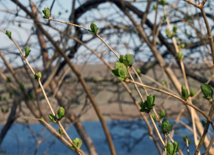 spring buds long pond