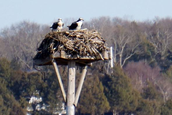 osprey nest