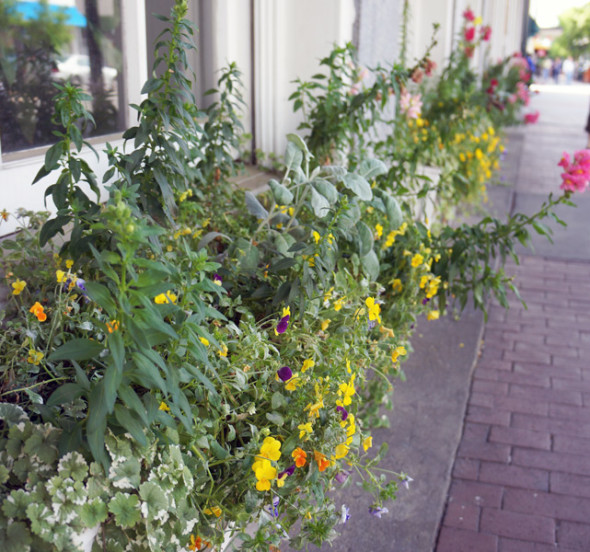 flower boxes savannah