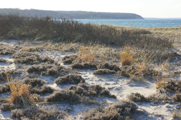 dune coastline nature preserve