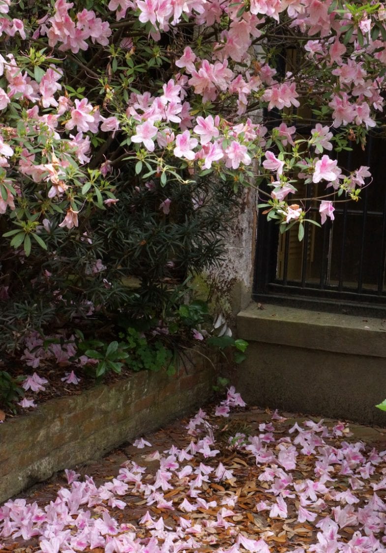 petals ground flowering shrub