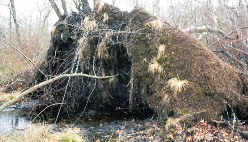 earth pulled up fallen tree