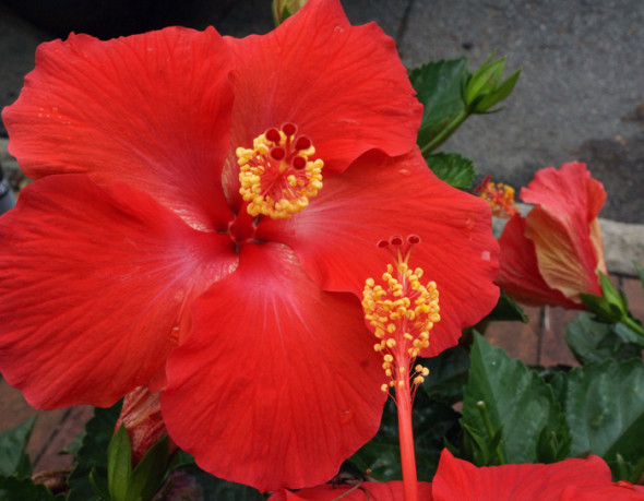 red flower savannah