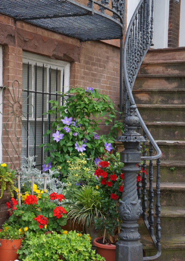 flowers plants savannah staircase