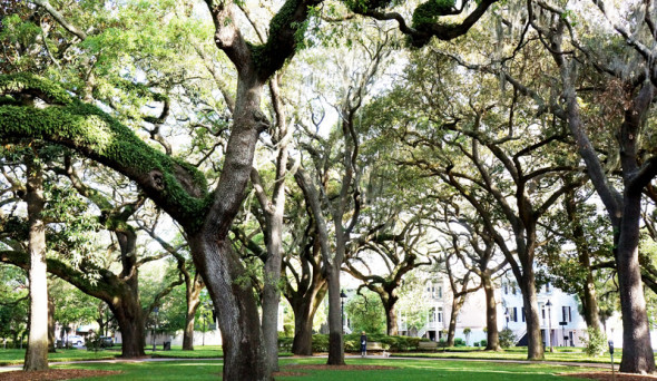 garden square savannah