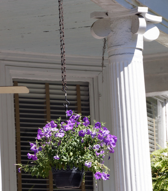 Hanging flower basket savannah