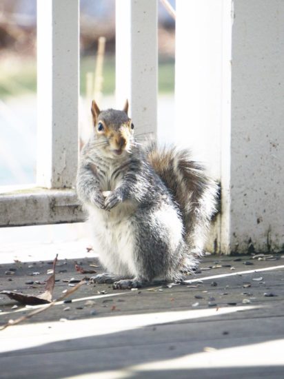 squirrel standing seeds