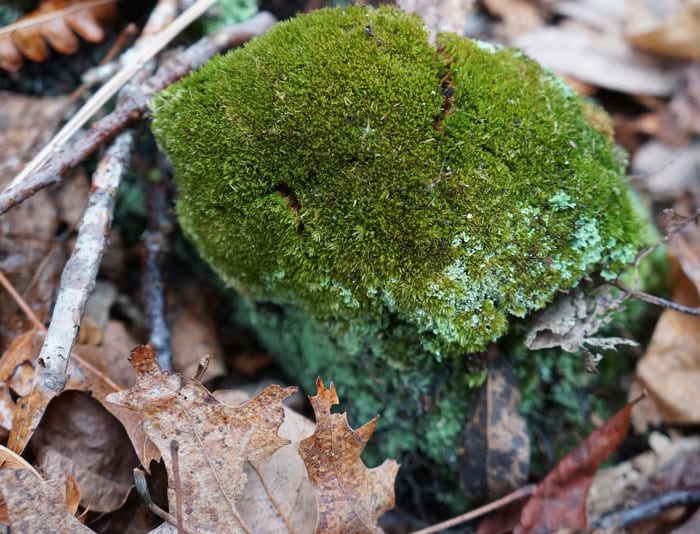 Young Naturalists moss finding