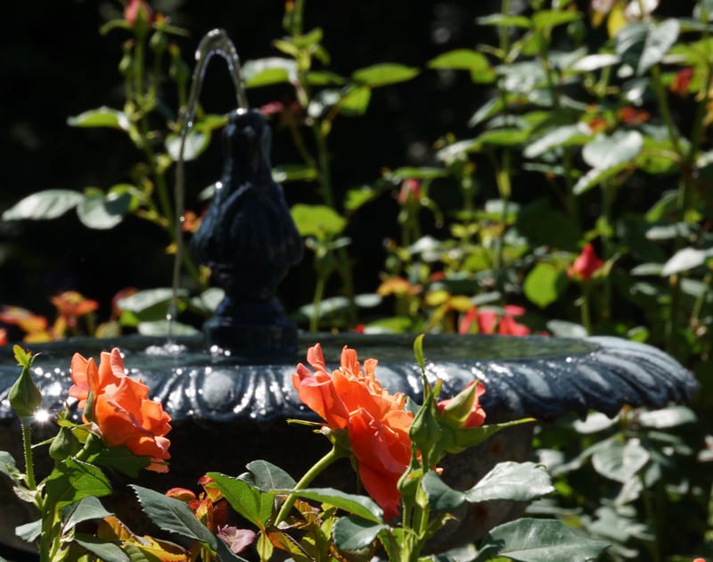 orange roses fountain