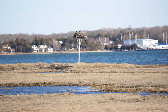 osprey nest sammy's beach preserve