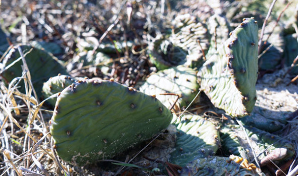 prickly pear cactus