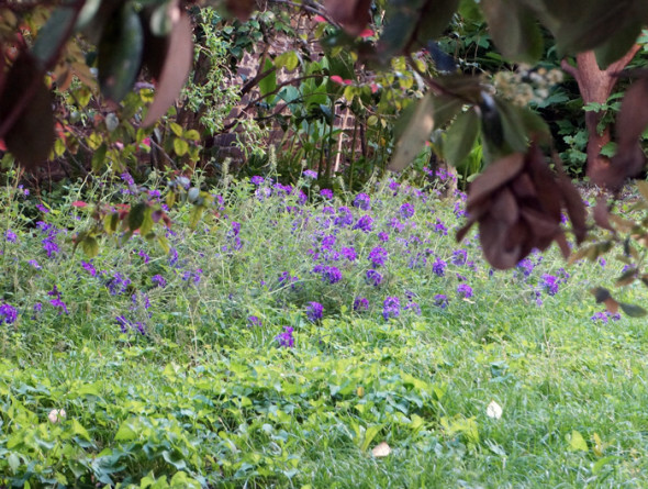 blooming garden savannah