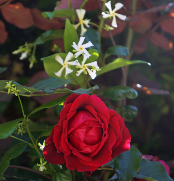 red rose white flowers