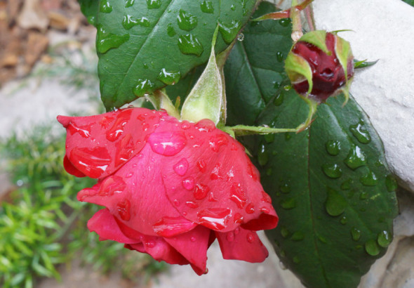 raindrops red rose