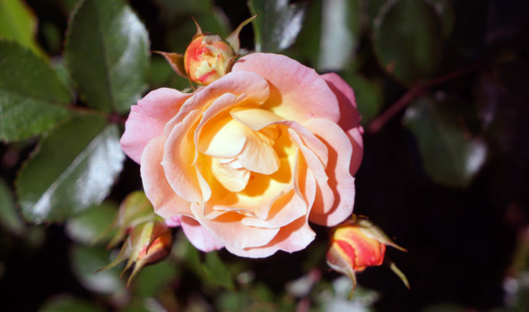 orange and pink rose blooming marvellous