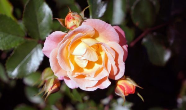 orange and pink rose blooming marvellous