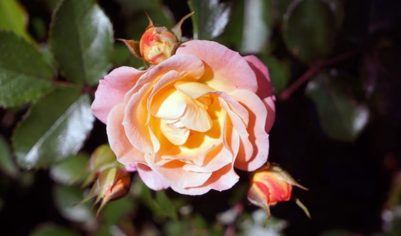 orange and pink rose blooming marvellous