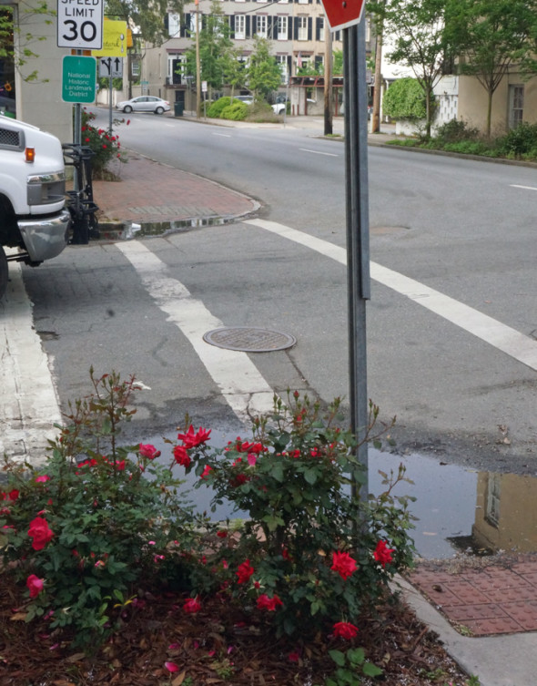 rose bush savannah street corner