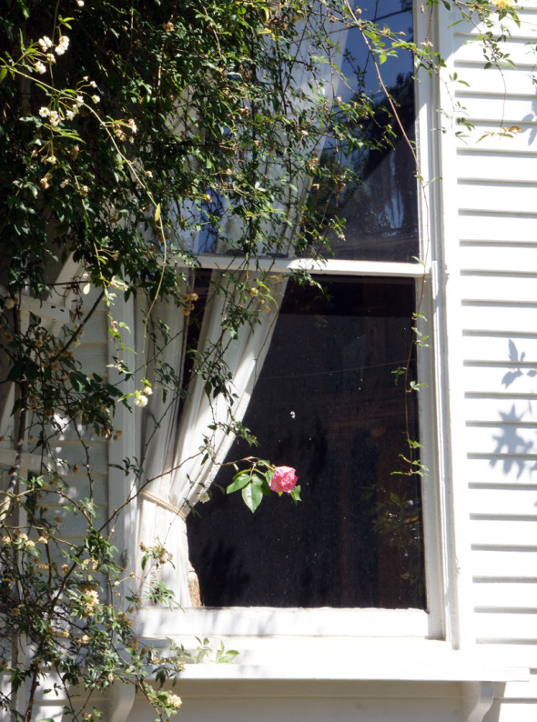 rose savannah window