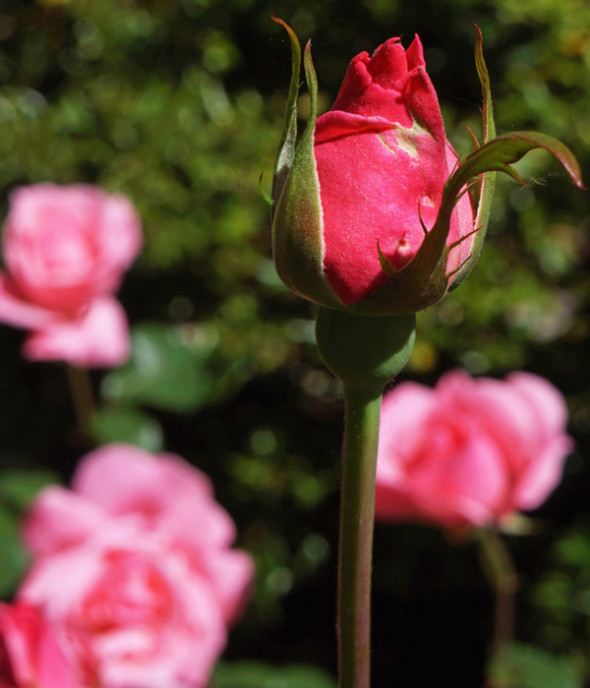 rose bud