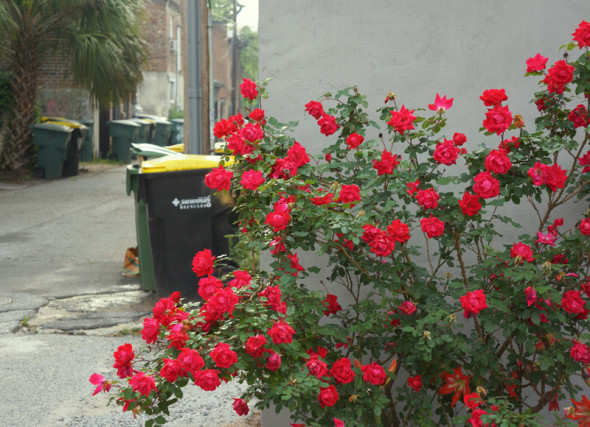 flowering bush savannah alleyway