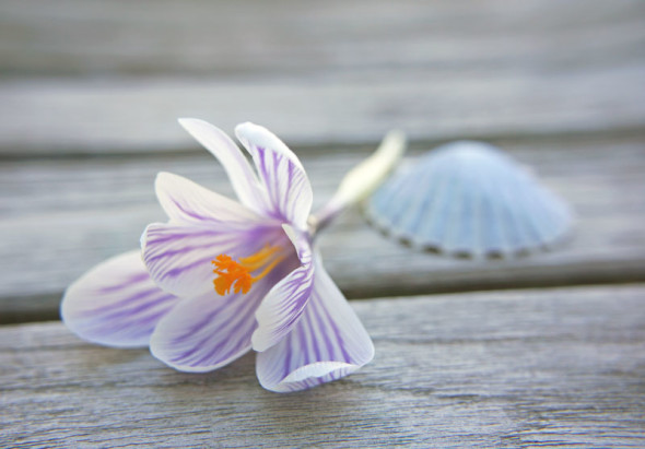 flower shell