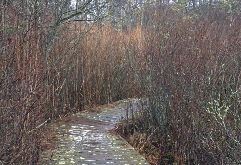 sagg swamp boardwalk