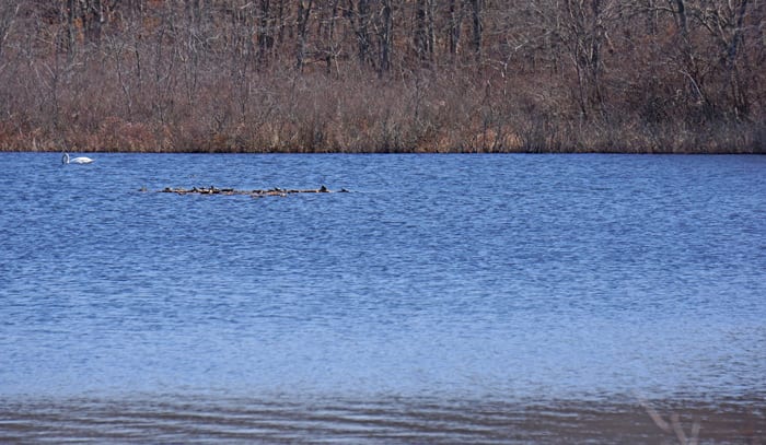 swan turtles long pond