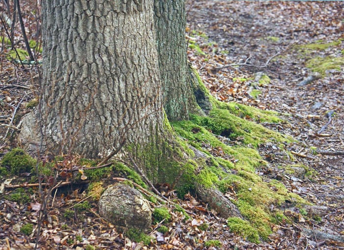 Young Naturalists moss tree roots