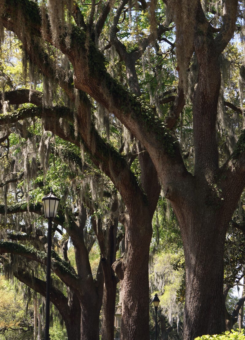 alleyway trees, forsyth park, savannah