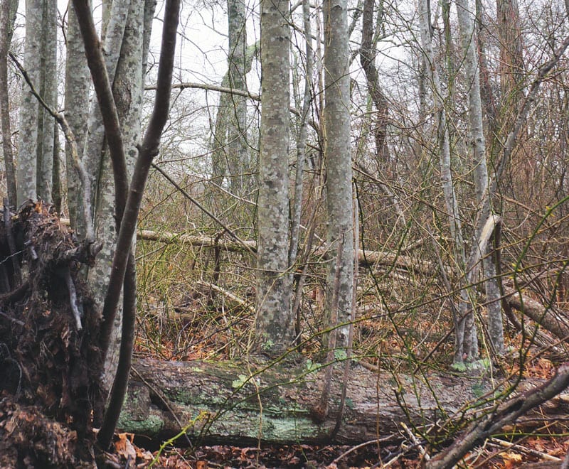 trees growing fallen trunk