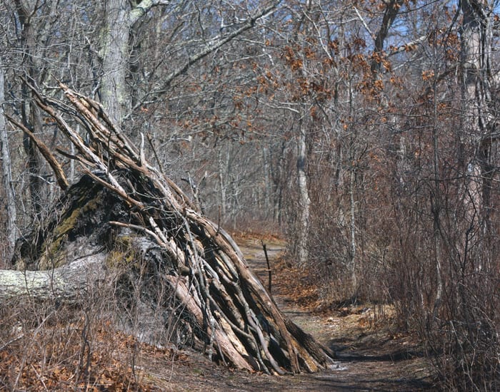 Wood Den Sprig Tree Path