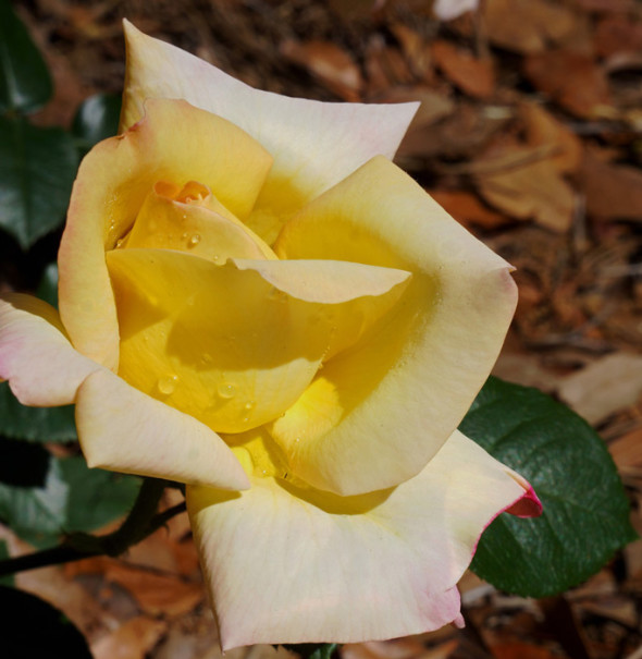 yellow rose