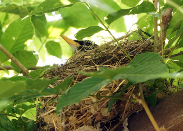 American Robin brooding in nest