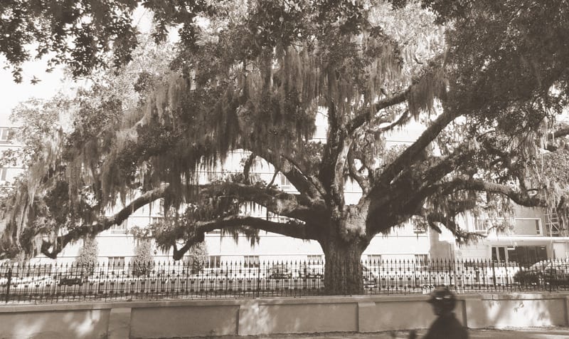 Candler Oak in Savannah