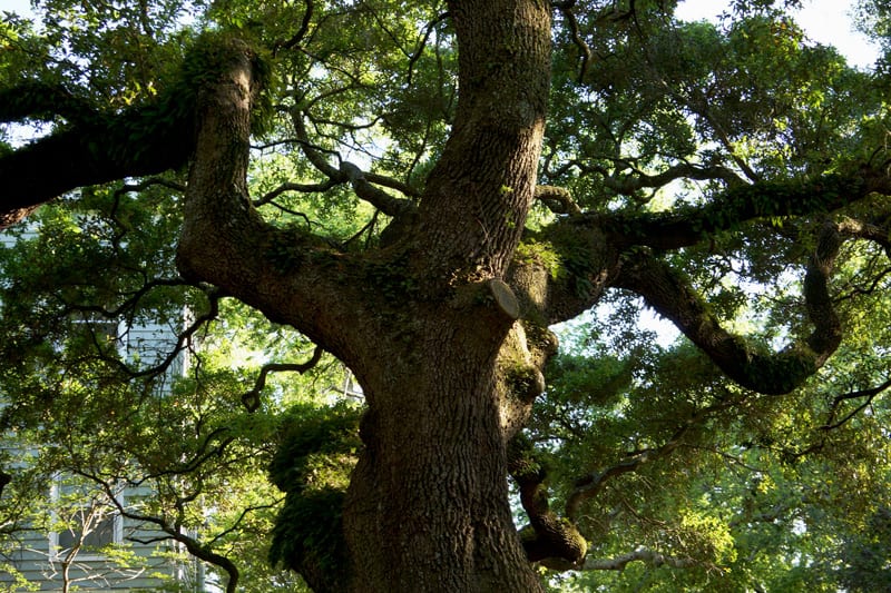 live oak trunk