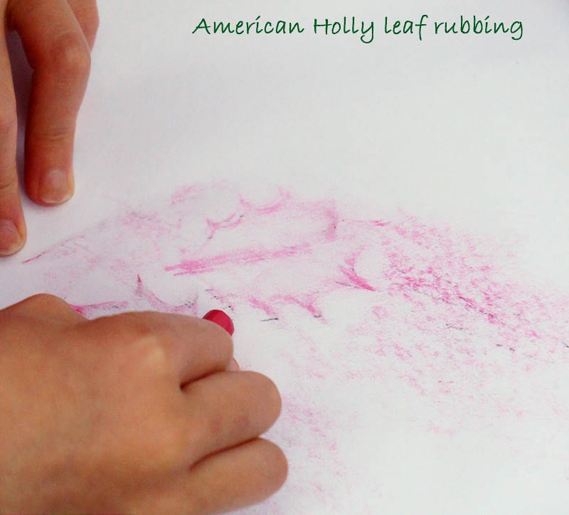 Nature Detectives American holly leaf rubbing