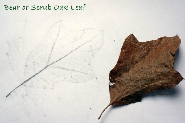 Nature Detectives Bear or Scrub Oak leaf id