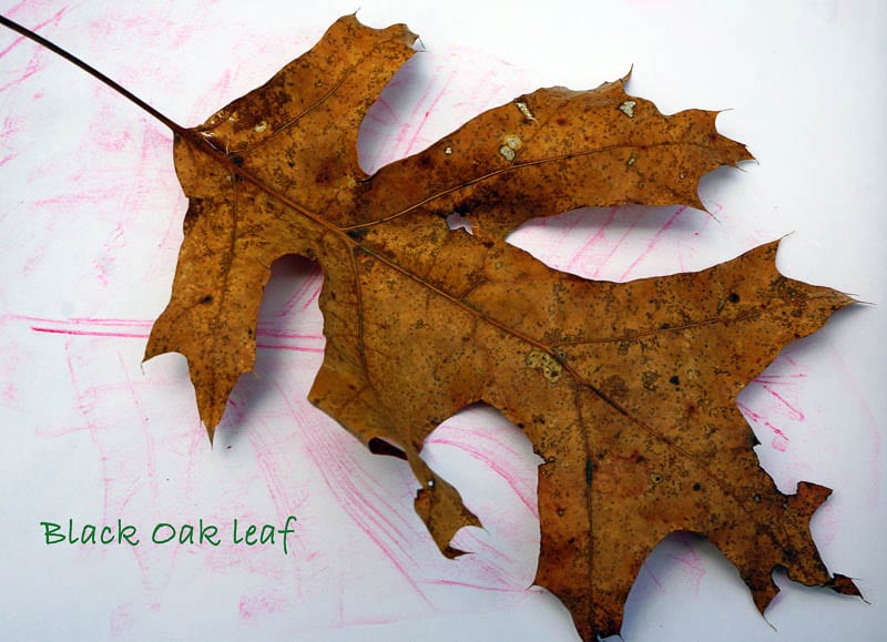 Nature Detectives black oak leaf and rubbing