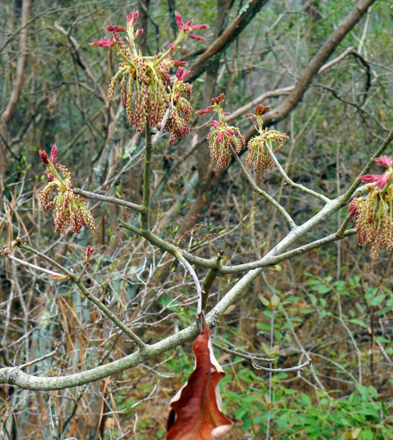 Nature Detectives blossoming young oak