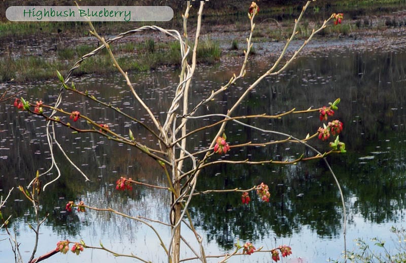 Nature Detectives highbush blueberry