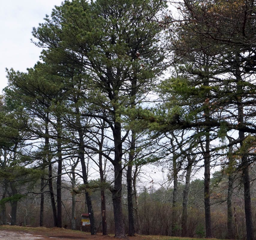 Nature Detectives pine trees