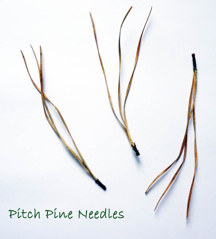 Nature Detectives pitch pine needles