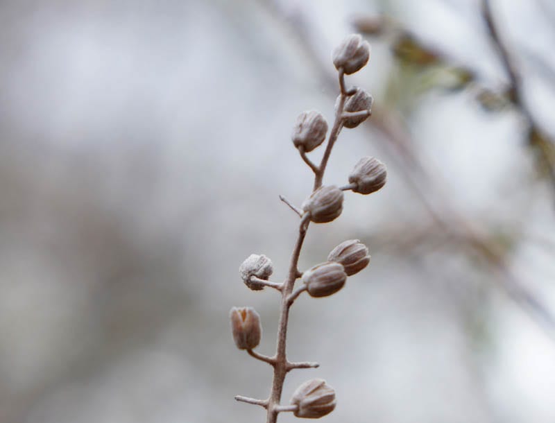 Nature Detectives sweet pepperbush