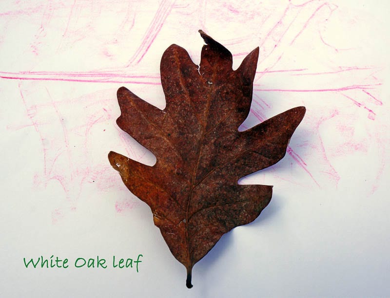 Nature Detectives white oak leaf and rubbing