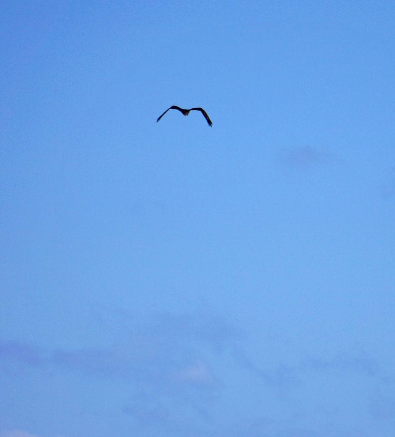 Osprey wings M shape