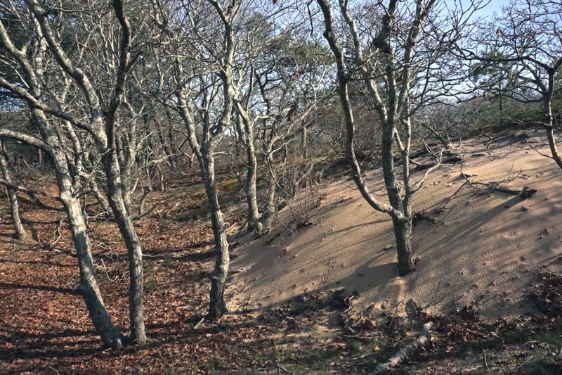 Sand from Walking Dune taking over forest
