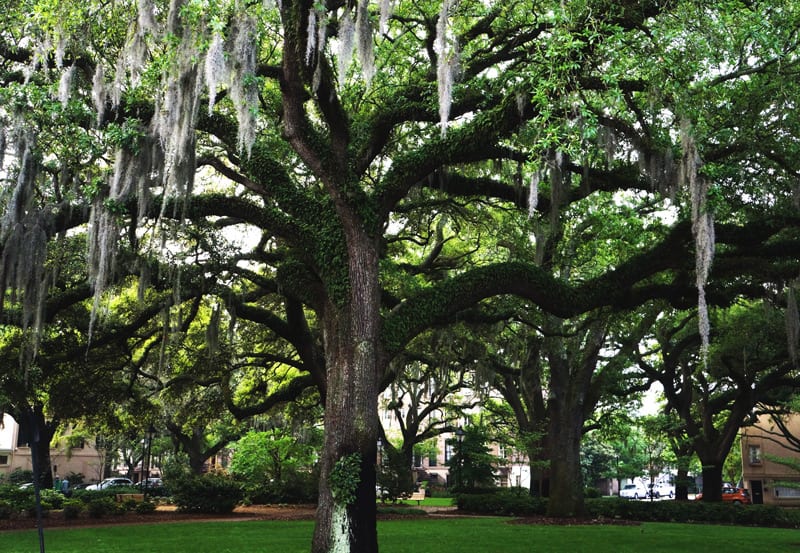 Live oak and hanging moss in a Savannah square