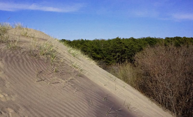 contrast walking dune and forest
