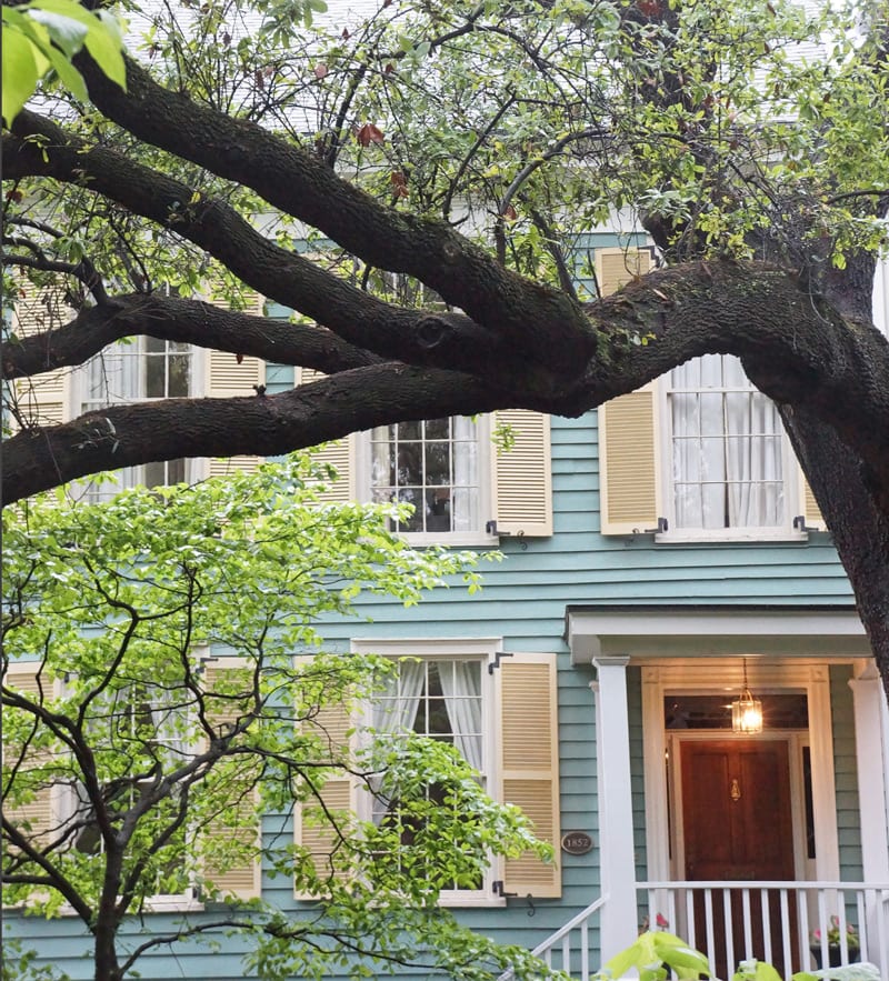 Branches in a live oak in Savannah